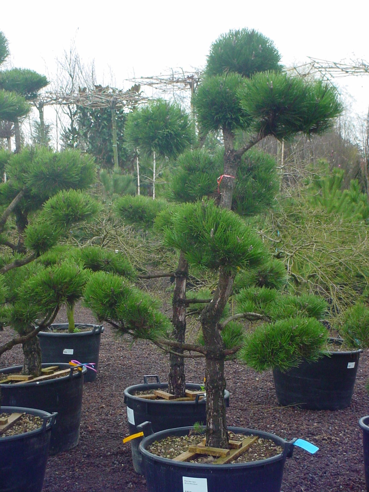 Pinus nigra nigra